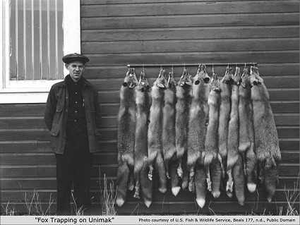 Fox trapping on Unimak Island, Alaska