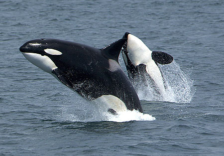 Killer Whale:  Orcinus orca, near Unimak Island, Alaska