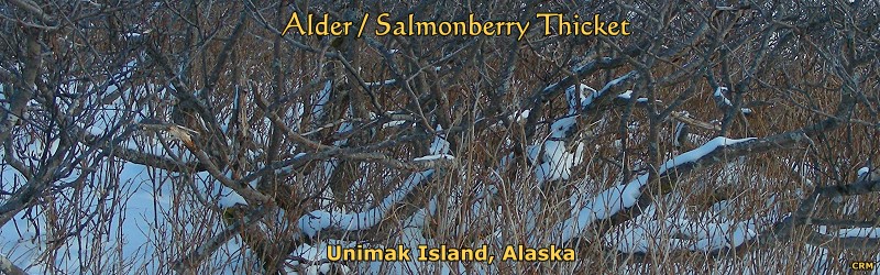 Alder-Salmonberry Thicket, Winter