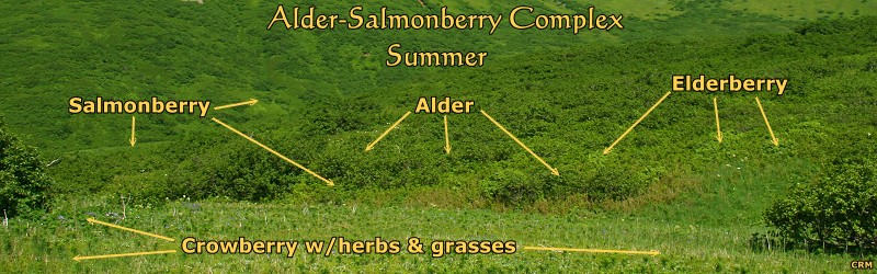 Alder-Salmonberry Complex, Summer