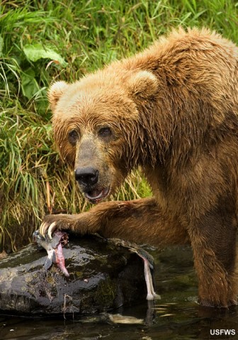 Brown Bear eating salmon