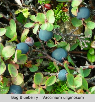 Bog Blueberry:  Vaccinium uliginosum