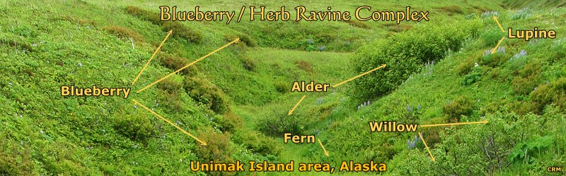 Blueberry-Herb Ravine Complex of vegetation