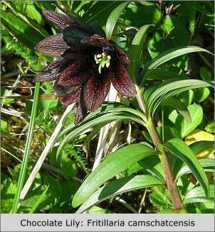Chocolate Lily:  Fritillaria camschatcensis