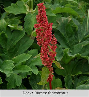 Dock or Wild Rhubarb:  Rumex fenestratus