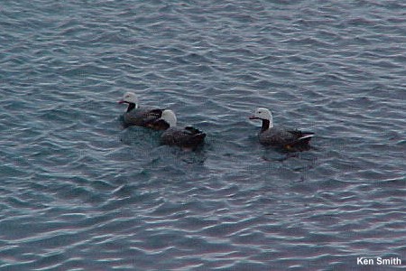 Philacte canagica:  Beach or Emperor Goose