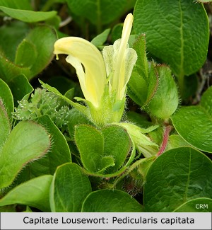 Capitate Lousewort:  Pedicularis capitata