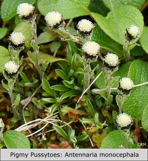 Pigmy Pussytoes:  Antennaria monocephala