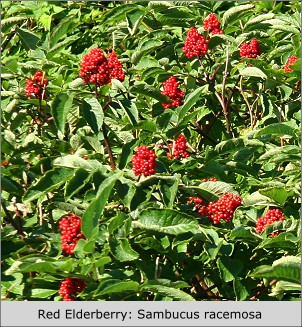 Red Elderberry:  Sambucus racemosa