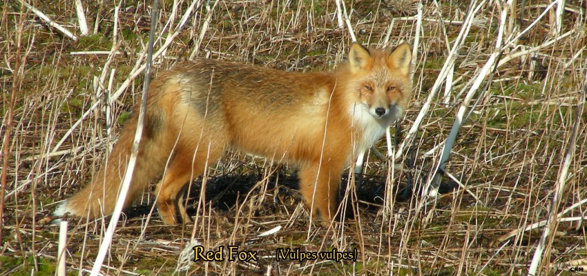 Red Fox: Vulpes vulpes
