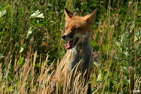Red Fox:  Vulpes vulpes.. juvenile