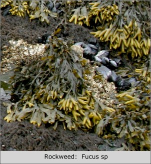 Rockweed:  Fucus sp