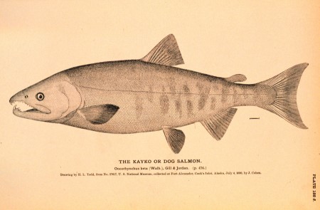 Dog or Chum Salmon drawing