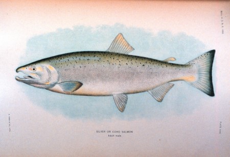 Silver Salmon sketch