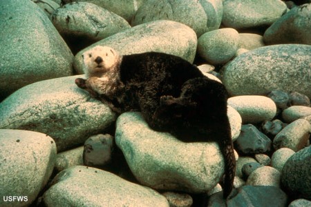 Sea Otter:  Enhydra lutris, resting on rocks