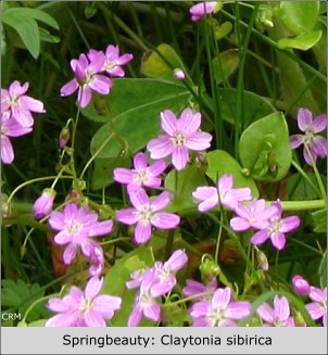 Springbeauty or Rain Flower: Claytonia sibirica