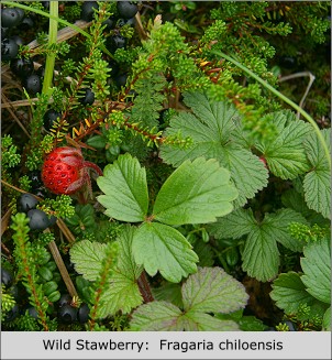 Wild Stawberry:  Fragaria chiloensis