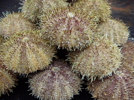 Green Sea Urchin: Strongylocentrotus droebachiensis