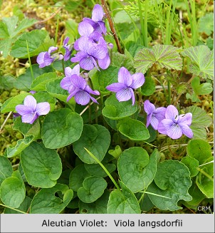 Aleutian Violet:  Viola langsdorfii