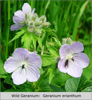 Wild Geranium:  Geranium erianthum