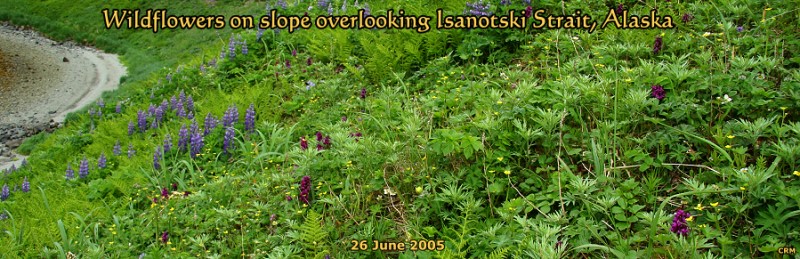 Wildflowers on slope overlooking Isanotski Strait, Alaska