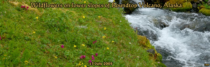 Wildflowers on lower slopes of Roundtop Volcano, Alaska